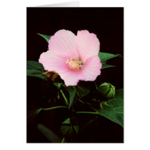 Rose Mallow Blank Greeting Card