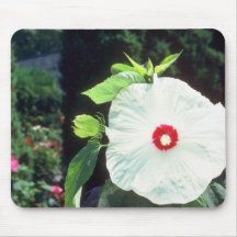 Rose Mallow (Hibiscus Moscheutos) flowers Mouse Pad