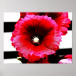 Rose Mallow on Stripes Poster