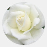 Rose Meanings Sticker