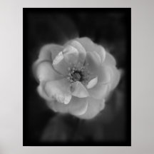 Rose noire et blanche affiche
