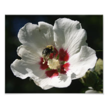 Rose of Sharron Buzz 10 x 8 Photographic Print