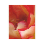 Rose On Canvas Stretched Canvas Print