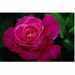 Rose Peace de beau rose de thé hybride ' Découpages En Acrylique