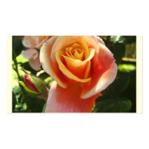rose,peach rose business card