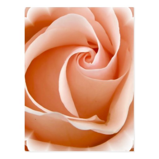 Rose Photo Postcard
