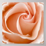 Rose Photo Poster Print