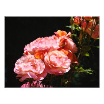 Rose Photography prints Pink Roses Bouquet