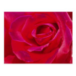 Rose Post Card