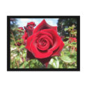 Rose postcards