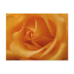 Rose Postcard