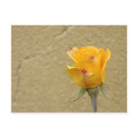 Rose Post Card