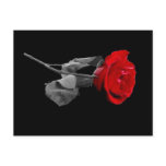 Rose postcards