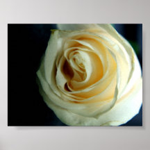 Rose Poster