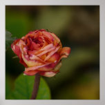 rose print
