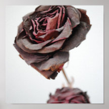 Rose Posters
