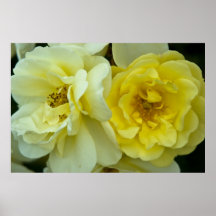 Rose :: Poster