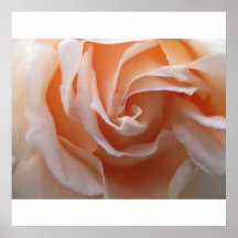 Rose Posters