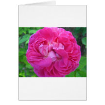 rose,pretty pink rose greeting card
