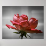 Rose Print