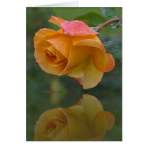 Rose Reflection Cards