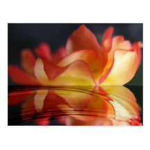 Rose Reflection Postcard
