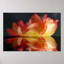 Rose Reflection Print