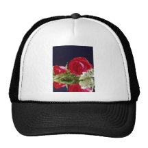 Rose reflections flowers hats