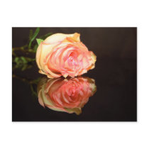 Rose Reflections