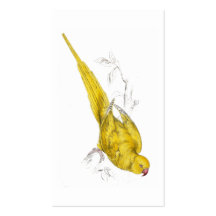 Rose-Ringed Parrakeet  (Yellow variety) by Edward Business Card