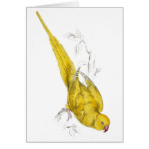 Rose-Ringed Parrakeet  (Yellow variety) by Edward Cards