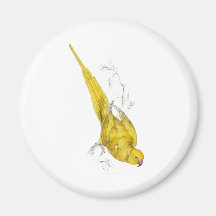 Rose-Ringed Parrakeet  (Yellow variety) by Edward Fridge Magnet