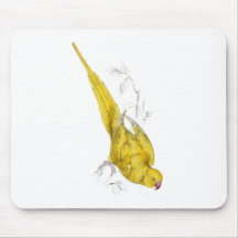 Rose-Ringed Parrakeet  (Yellow variety) by Edward Mousemat