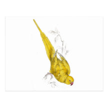 Rose-Ringed Parrakeet  (Yellow variety) by Edward Post Cards