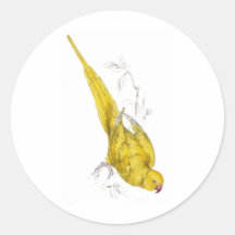 Rose-Ringed Parrakeet  (Yellow variety) by Edward Stickers
