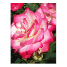 Rose rose et blanc cartes postales