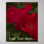 Rose Roses Poster