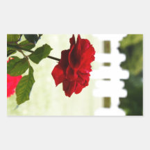 Rose rouge au cimetière autocollant en rectangle