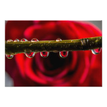 Rose rouge reflété dans des baisses de l'eau impression photographique