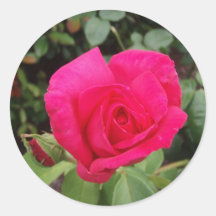 Rose Round Stickers