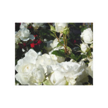 Rose Series II White Roses Canvas Prints