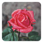 Rose, Shropshire Garden, after rain  flowers Square Sticker