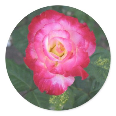 Rose Sticker by DonnaGrayson_Photos