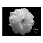 Rose Sympathy Thank You Postcard