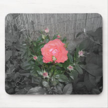 Rose Tapis De Souris
