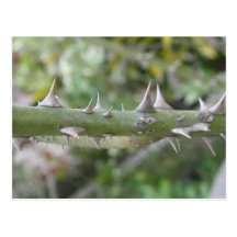 Rose Thorns Postcards