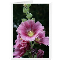 Rose trémière cartes