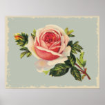 Rose vintage de rose affiche