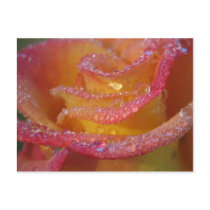 Rose Water Postcard