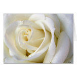 Rose White Greeting Cards